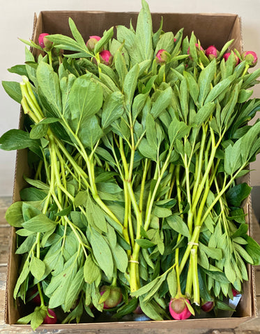 buy peony UK grown spalding offer
