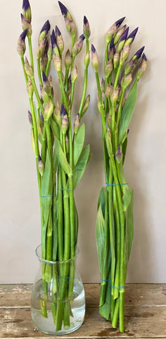 Iris Flag or Bearded - Bunches of 10 stems