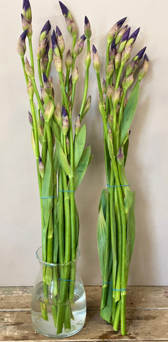 Iris Flag or Bearded - Bunches of 10 stems