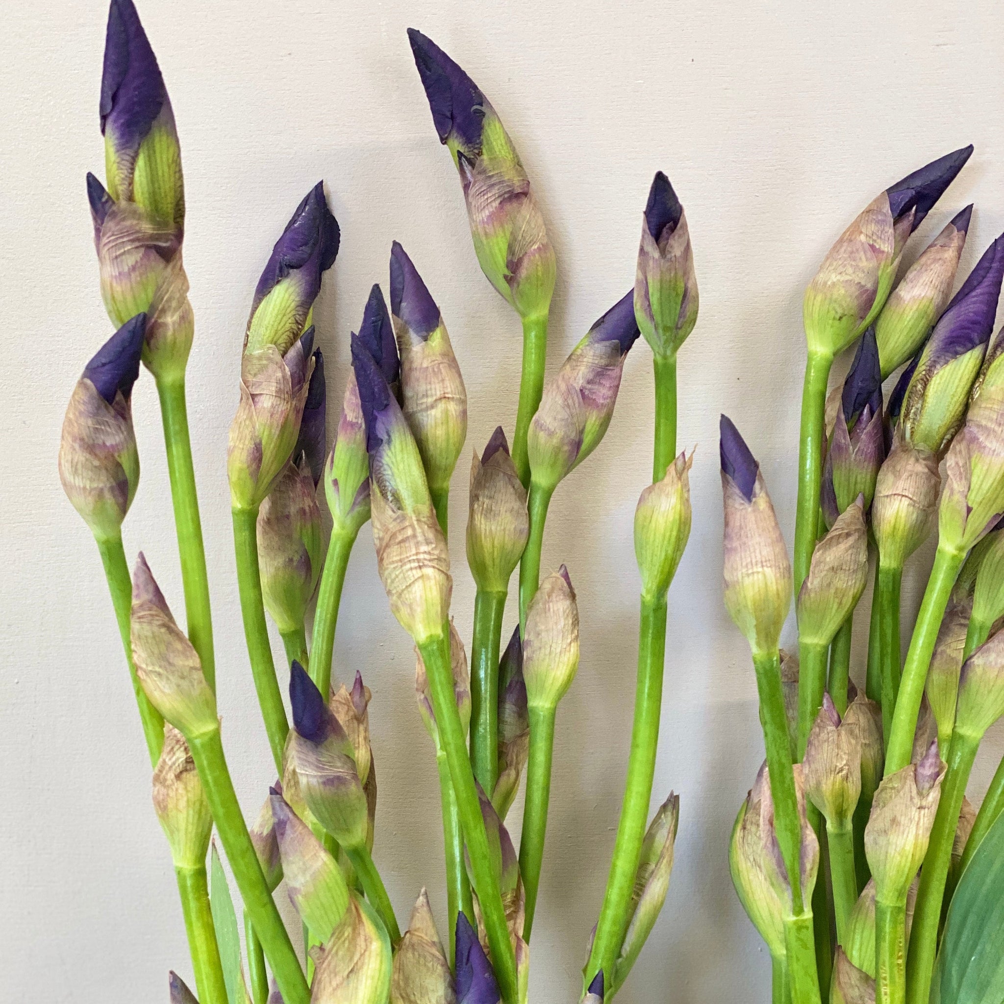 Iris Flag or Bearded - 10 stems