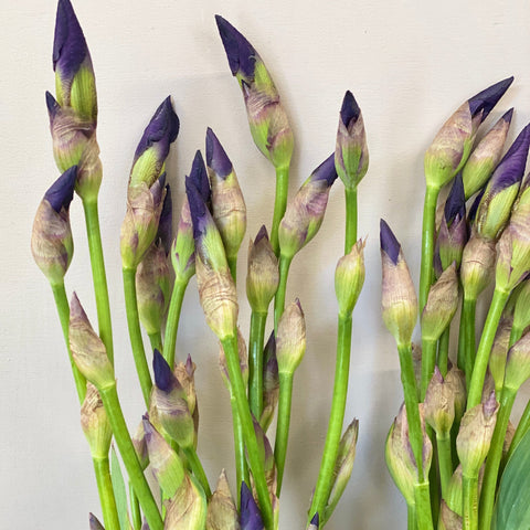 Iris Flag or Bearded - Bunches of 10 stems