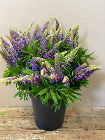 British Grown Lupin - Bucket of 50 Stems