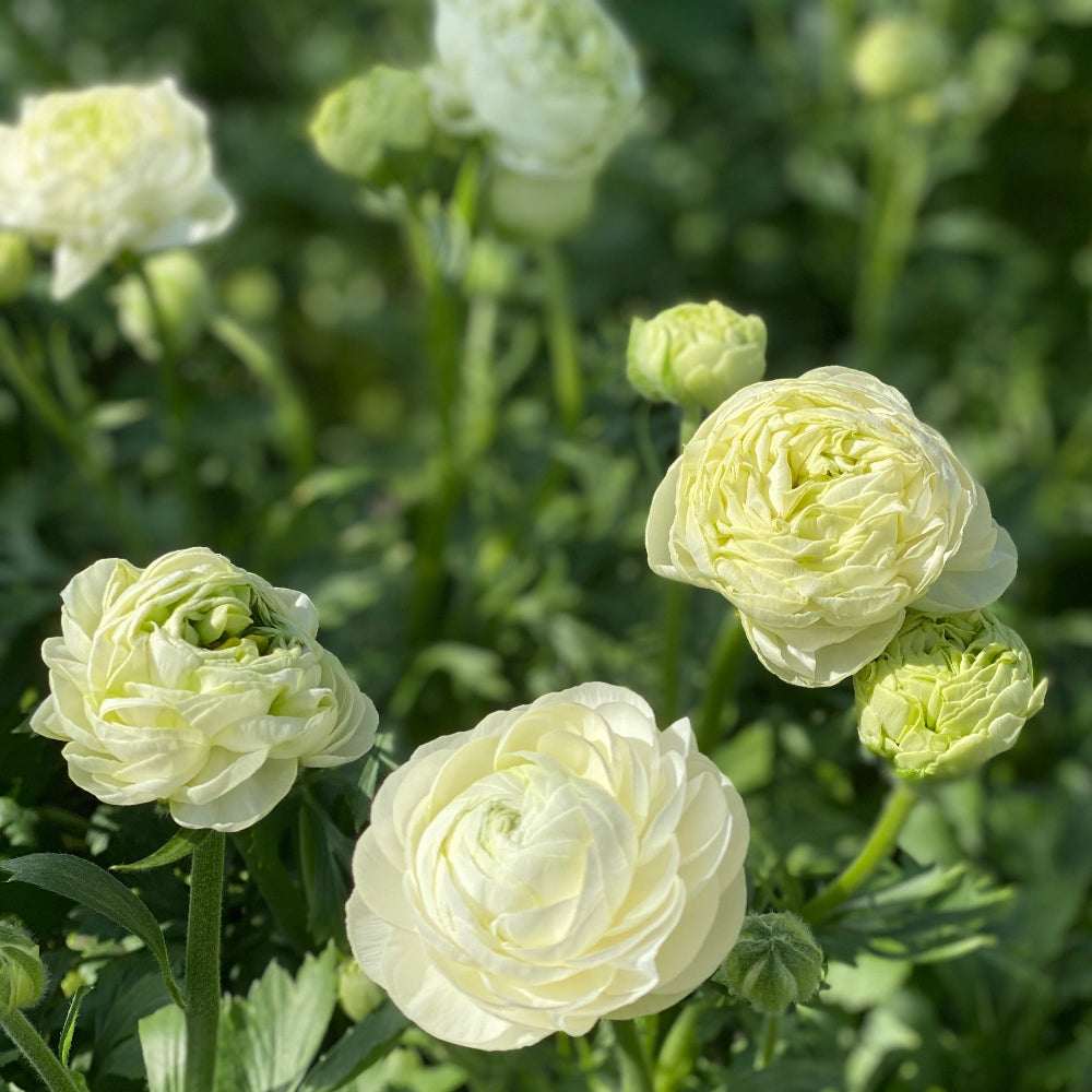 Ranunculus 40cm -Cream- Bunch of 10 stems