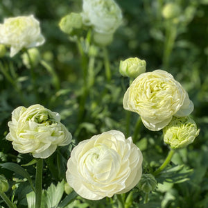 Ranunculus 40cm -Cream- Bunch of 10 stems
