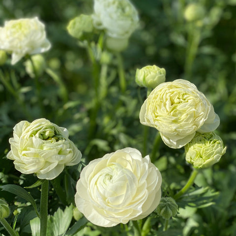 Ranunculus 40cm -Cream- Bunch of 10 stems