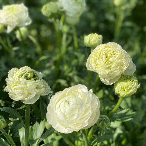 Ranunculus 30cm -Cream- Bunch of 10 stems