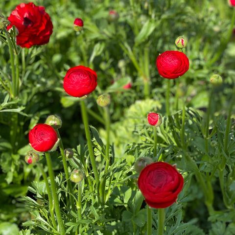 Ranunculus 30cm -Red- Bunch of 10 stems