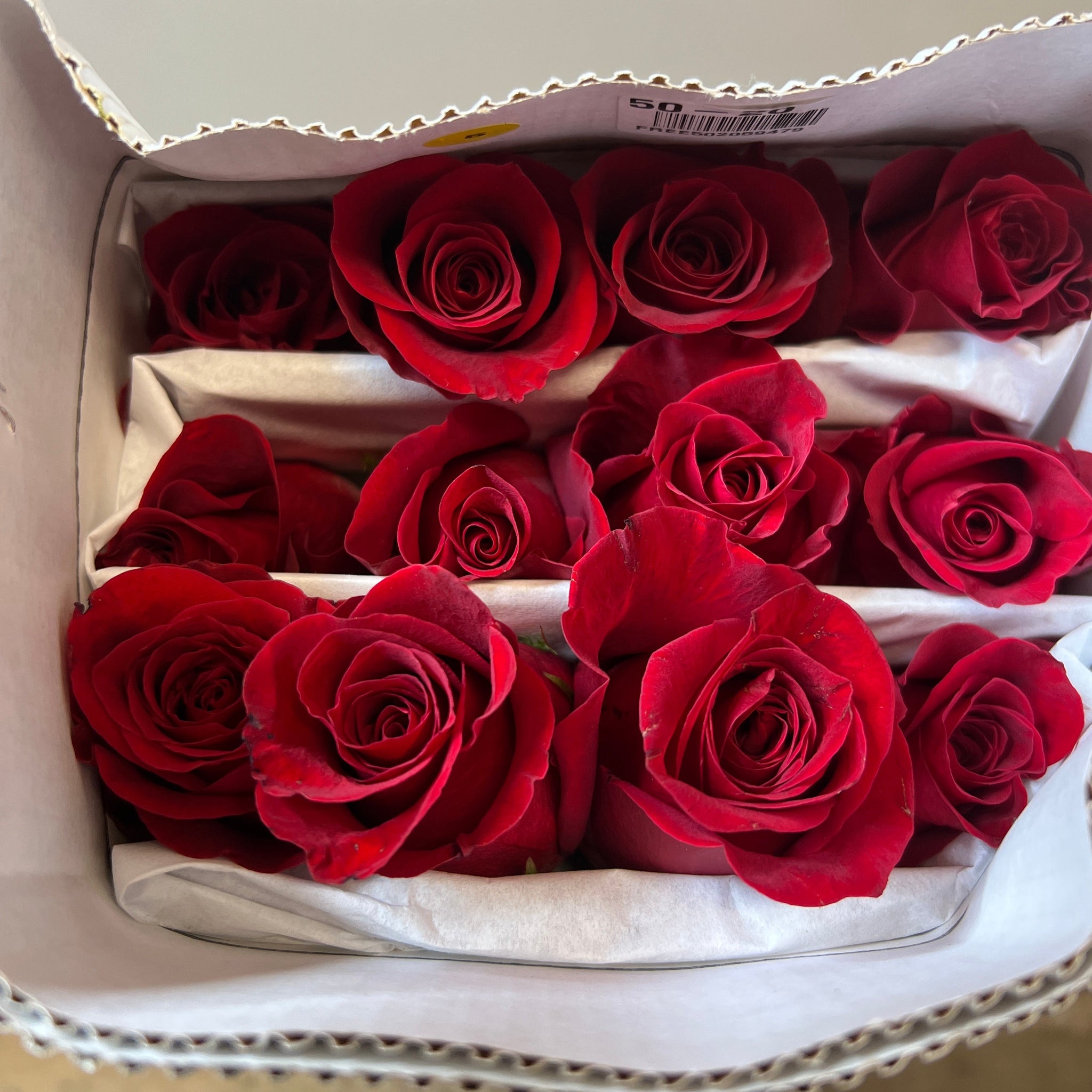 Roses - Large Headed IMPORTED Red Freedom 50cm 10 stems