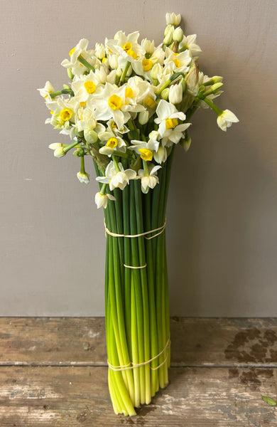 Narcissi - Isles of Scilly - Scilly White Bundle of 50 stems