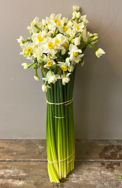 Narcissi - Avalanche Bundle of 50 stems 42-45cm