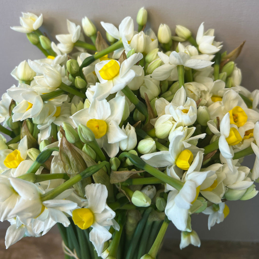 avalanche narcissi UK wholesale