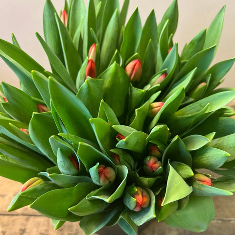 Tulip - Orange Bundle of 50 stems