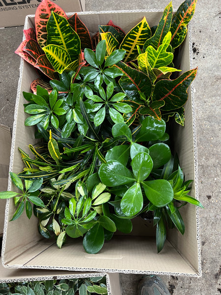 PLANTS - British grown Tropical Foliage Indoor in 13cm Pot - 8 plants per tray