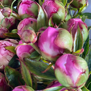 monsieur peonies UK grown flowers 