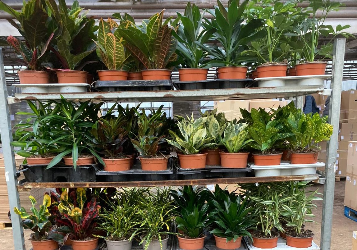 PLANTS - British grown Tropical Foliage Indoor in 13cm Pot - 8 plants per tray