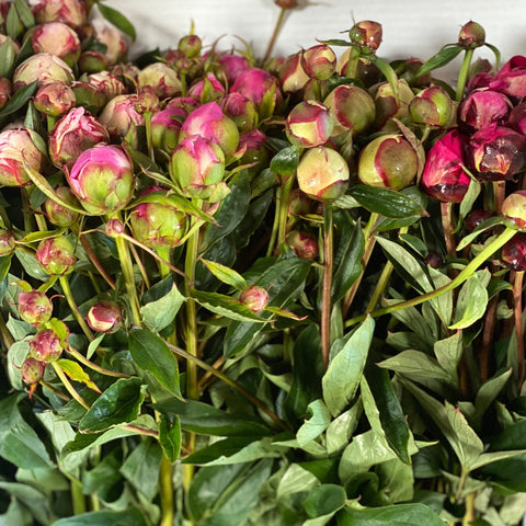Peony - MIX GROWERS CHOICE **Box Offer** 80 stems