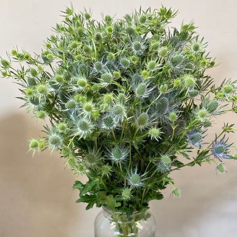 Eryngium - Blue Lagoon - Bunch 10 Stems (87.5p/stem)