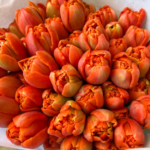 Tulip -Double Orange Icoon x 40 stems