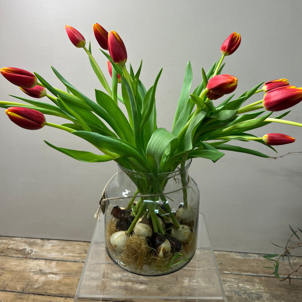 Tulip -ON THE BULB -Bicolour 20 Bulbs