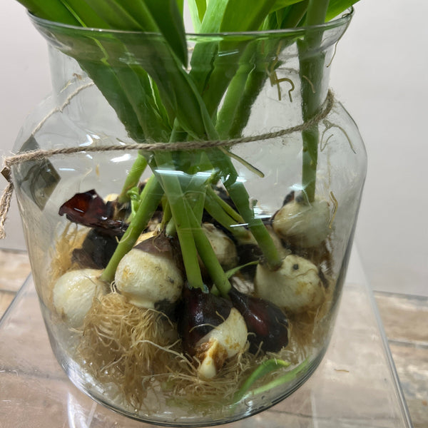 tulip on the bulb wholesale