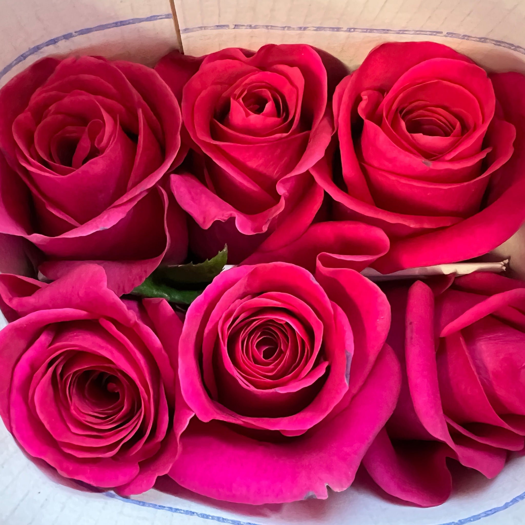 IMPORT ROSE - Large Headed Cerise Pink Floyd 50cm 25 stems
