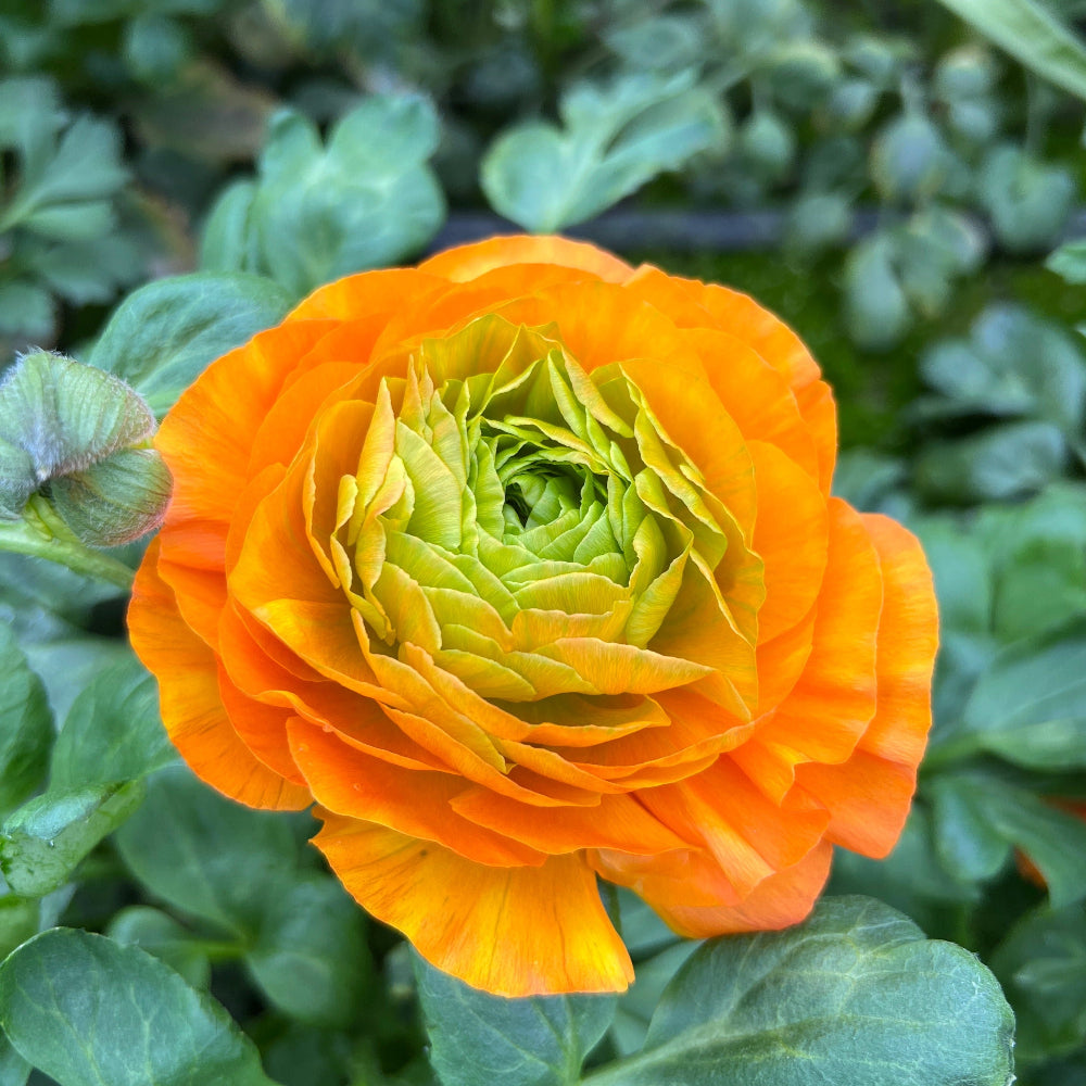 Ranunculus 40cm -Orange- Bunch of 10 stems