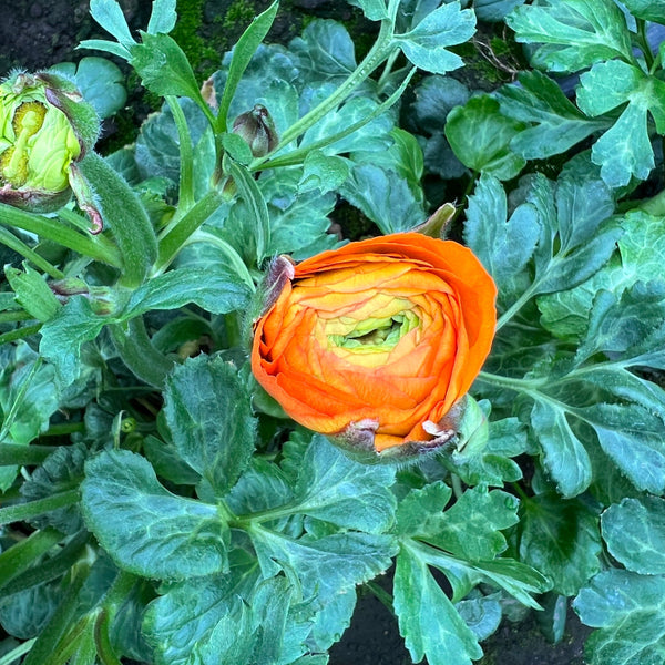 Ranunculus 40cm -Orange- Bunch of 10 stems