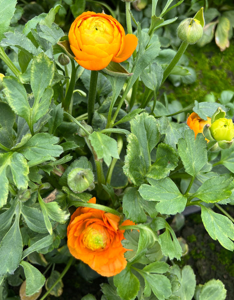Ranunculus 40cm -Orange- Bunch of 10 stems