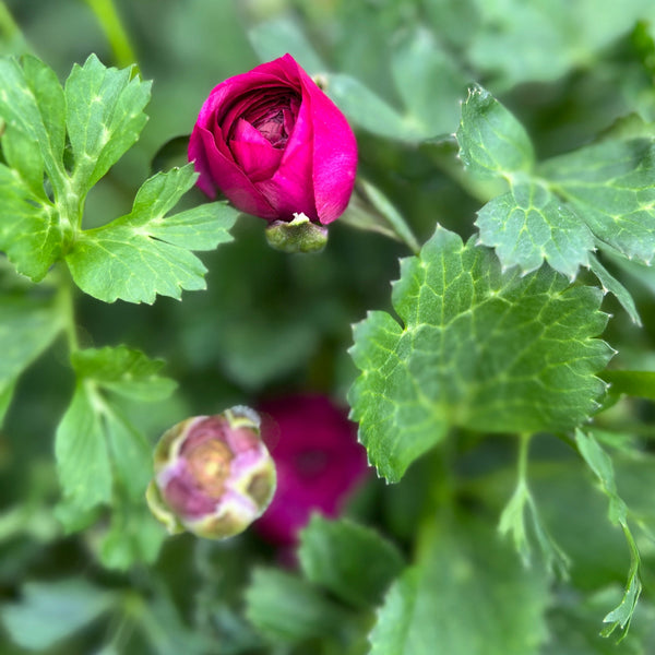 Ranunculus 40cm -Plum- Bunch of 10 stems