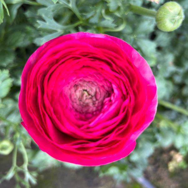 Ranunculus 40cm -Cerise- Bunch of 10 stems