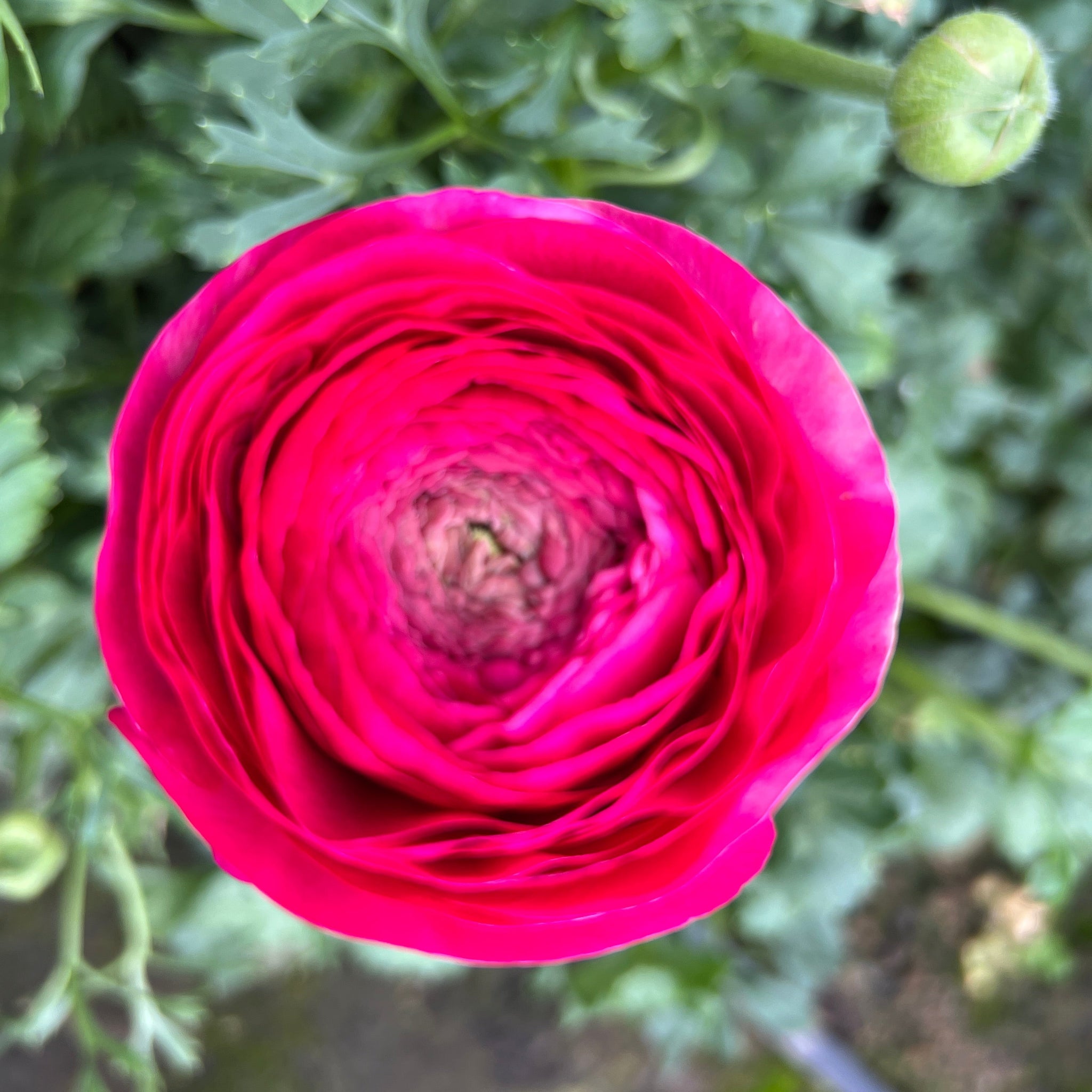 Ranunculus 40cm-Cerise- Bunch of 10 stems