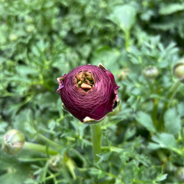 Ranunculus 40cm -Plum- Bunch of 10 stems
