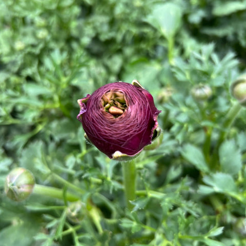 Ranunculus 30cm-Plum- Bunch of 10 stems