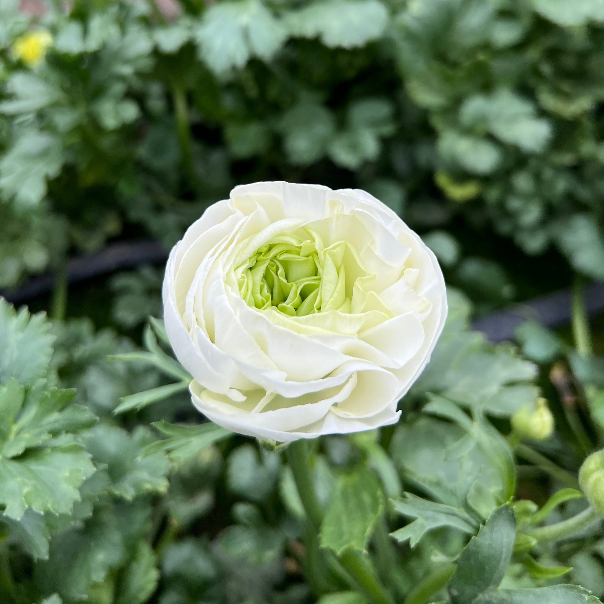 Ranunculus - AUTUMN 30cm x 10 stems  WHITE