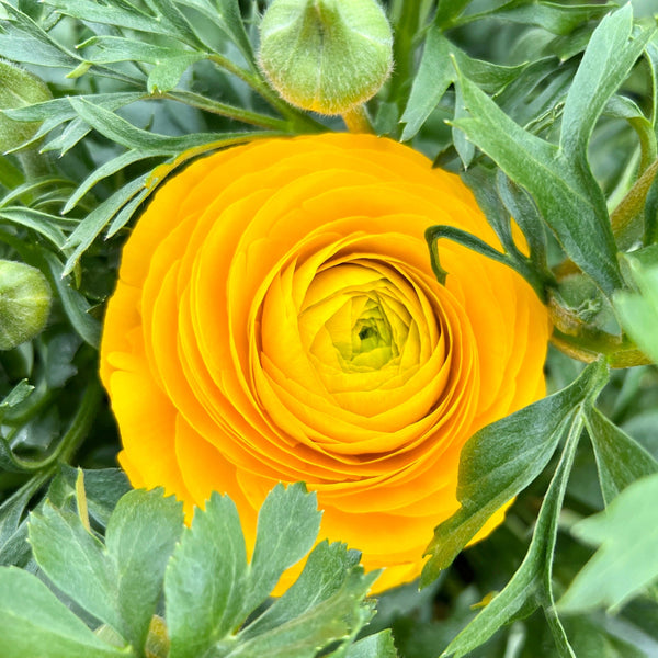 Ranunculus 40cm -Yellow- Bunch of 10 stems