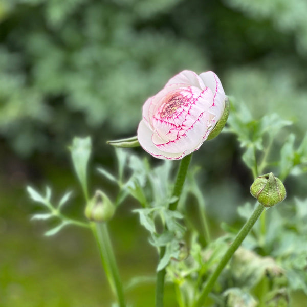 Ranunculus 40cm - Pictoee - White/Pink- Bunch of 10 stems