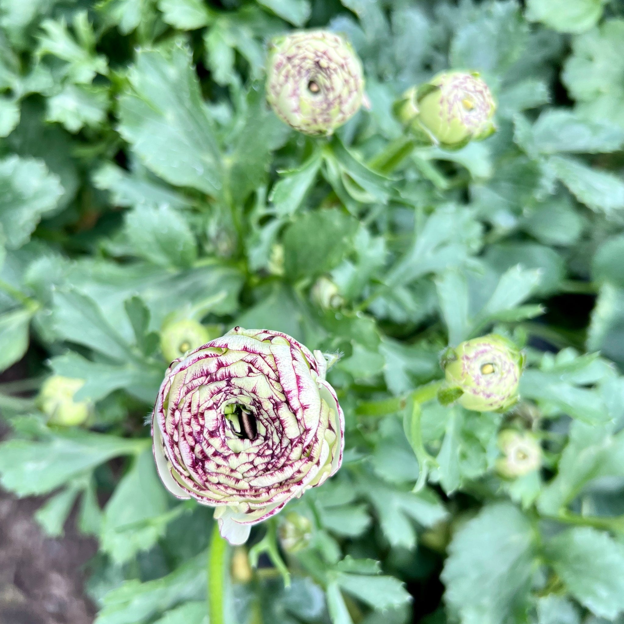 Ranunculus 40cm - Pictoee - White/Pink- Bunch of 10 stems