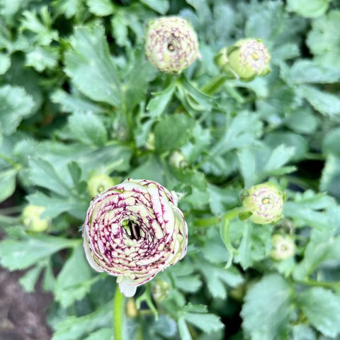 Ranunculus 40cm - Pictoee - White/Pink- Bunch of 10 stems