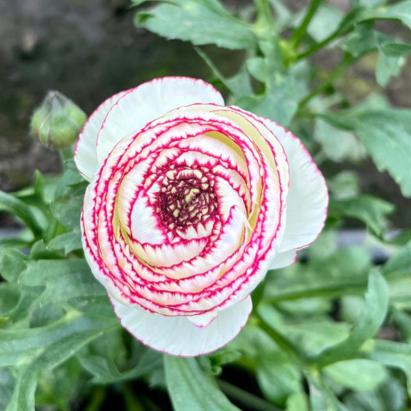 Ranunculus 40cm - Pictoee - White/Pink- Bunch of 10 stems