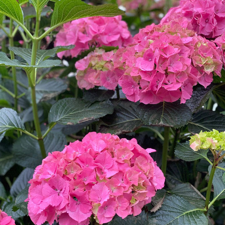 Hydrangea Masja Pink - 5 Stems Premium Grade