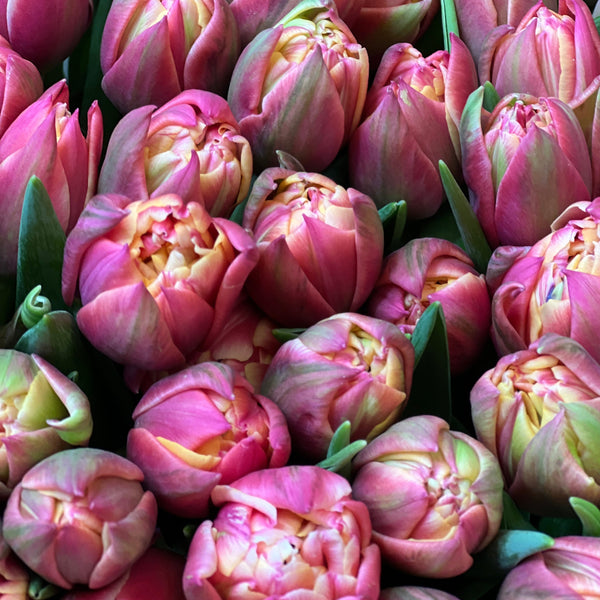 Tulips - Double Columbus - Bundle of 50 stems