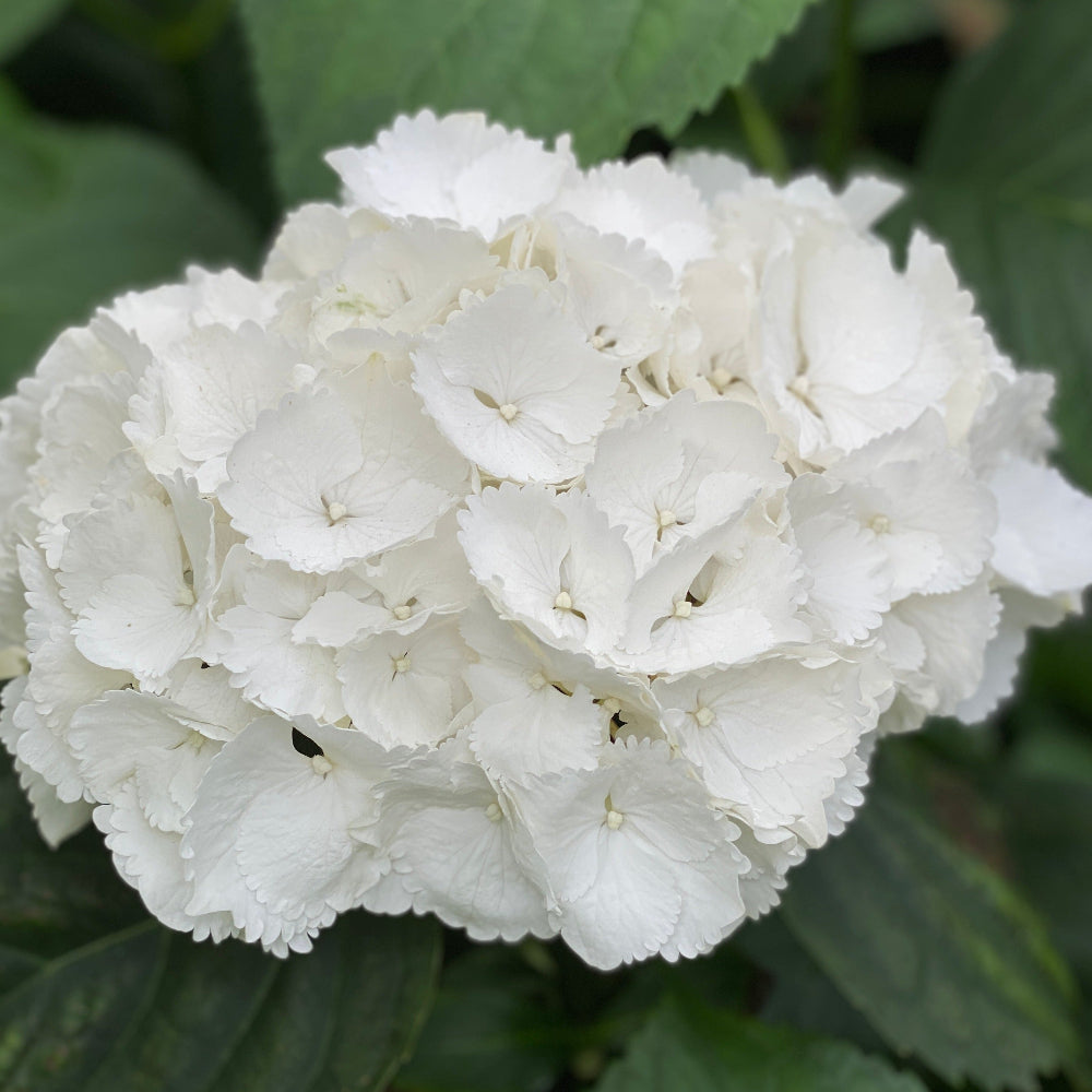 white uk grown hydrangea flowers online