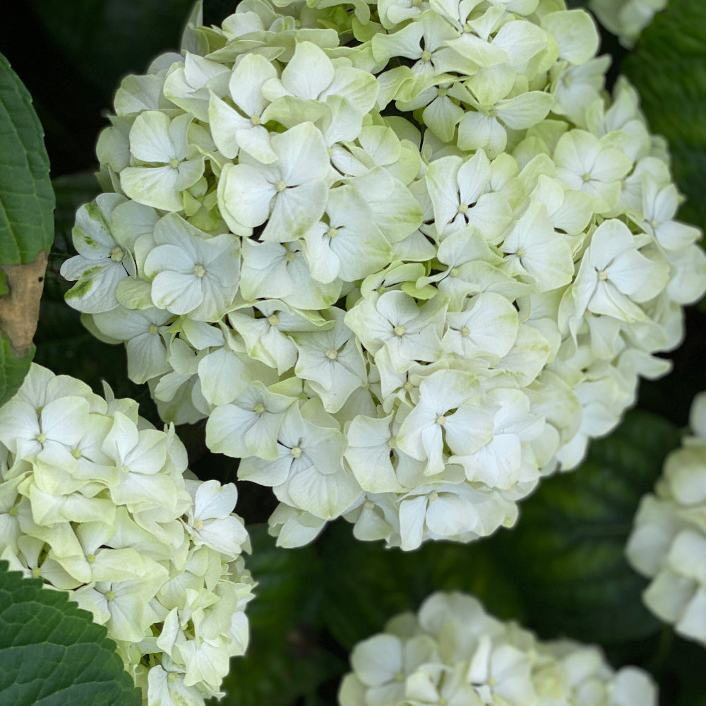 sustainable norfolk hydrangea wedding