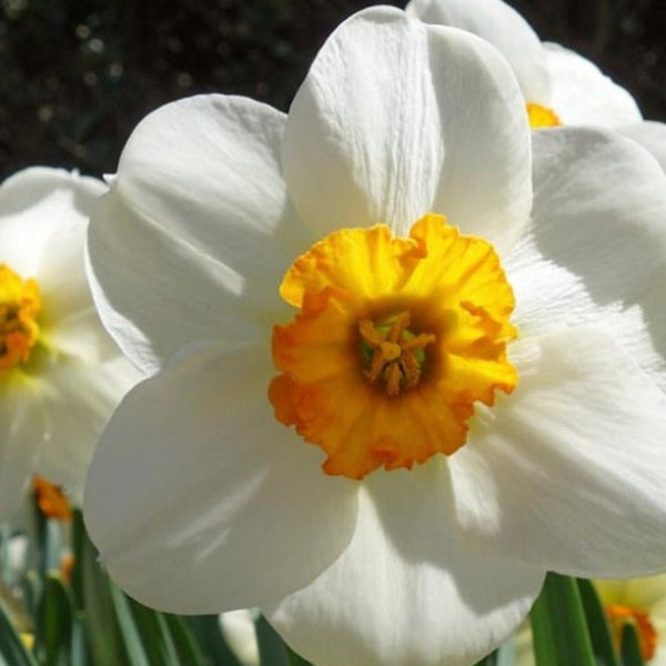 white daffodils online UK online