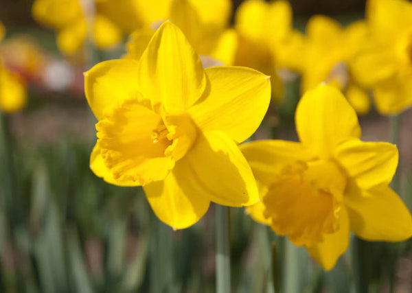 UK grown yellow daffodil bunches from Lincolnshire, sustainable seasonal flowers ideal for florists and displays
