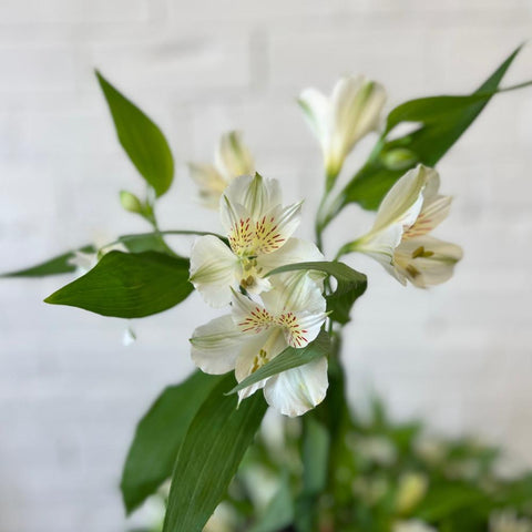 Alstroemeria Cornish Stem Grade 10 Stems - White