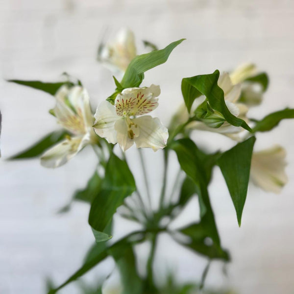 Alstroemeria Cornish Stem Grade 10 Stems - White