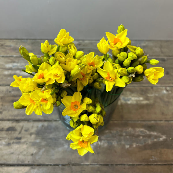 Narcissi - Golden Dawn Bundle of 50 stems