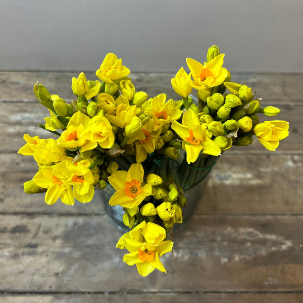 Narcissi - Golden Dawn Bundle of 100 stems