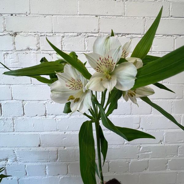 Alstroemeria Cornish Stem Grade 10 Stems - White